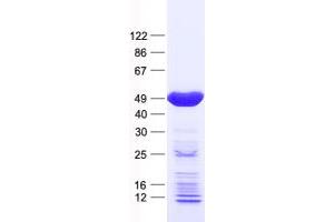 Validation with Western Blot (MAPK12 Protein (His tag))