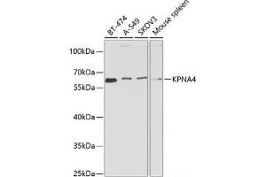 Western blot analysis of extracts of various cell lines using KPNA4 Polyclonal Antibody at dilution of 1:1000. (KPNA4 anticorps)