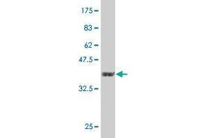 Western Blot detection against Immunogen (36.