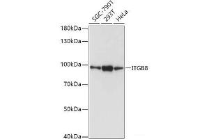 Western blot analysis of extracts of various cell lines using ITGB8 Polyclonal Antibody at dilution of 1:1000. (ITGB8 anticorps)