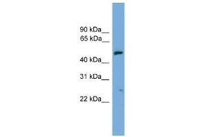 EXOC4 antibody used at 0. (Sec8 anticorps  (N-Term))