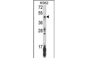 Western blot analysis of KIR2DL5B Antibody (Center) (ABIN652855 and ABIN2842556) in K562 cell line lysates (35 μg/lane). (KIR2DL5B anticorps  (AA 264-290))