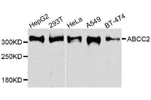 Western blot analysis of extracts of various cell lines, using ABCC2 antibody. (ABCC2 anticorps  (AA 180-315))
