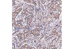 IHC analysis of SERAC1 using anti-SERAC1 antibody (ABIN7602709). (SERAC1 anticorps  (AA 97-623))