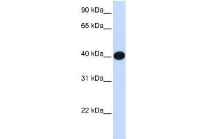 WB Suggested Anti-LIAS Antibody Titration:  0.