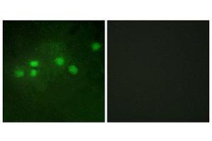 Immunofluorescence (IF) image for anti-E74-Like Factor 1 (Ets Domain Transcription Factor) (ELF1) (C-Term) antibody (ABIN1849319) (ELF1 anticorps  (C-Term))