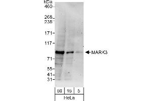 Western Blotting (WB) image for anti-MAP/microtubule Affinity-Regulating Kinase 3 (MARK3) (AA 525-575) antibody (ABIN7451861)