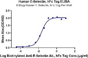 Immobilized Human E-Selectin, hFc Tag at 0.