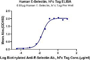 Immobilized Human E-Selectin, hFc Tag at 0. (Selectin E/CD62e Protein (AA 22-556) (Fc Tag))