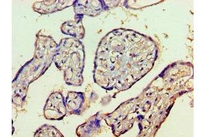 Immunohistochemistry of paraffin-embedded human placenta tissue using ABIN7155327 at dilution of 1:100