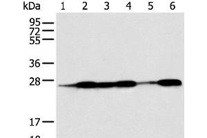 Western blot analysis of Human fetal muscle tissue HEPG2 Jurkat Hela A431 and A549 cell using BAG2 Polyclonal Antibody at dilution of 1:550 (BAG2 anticorps)