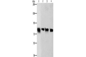 Western Blotting (WB) image for anti-K-Cadherin (CDH6) antibody (ABIN2422725) (CDH6 anticorps)