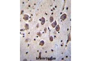 ANKRD34C Antibody (C-term) immunohistochemistry analysis in formalin fixed and paraffin embedded human brain tissue followed by peroxidase conjugation of the secondary antibody and DAB staining. (ANKRD34C anticorps  (C-Term))