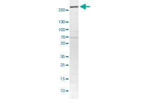 Western Blot analysis of HEL cell lysate with NCOA6 polyclonal antibody . (NCOA6 anticorps)