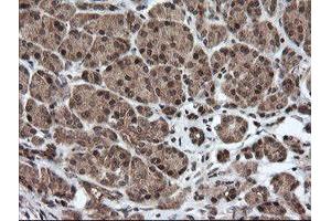 Image no. 2 for anti-Host Cell Factor C2 (HCFC2) antibody (ABIN1498601)