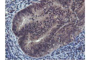 Image no. 3 for anti-Cystatin SA (CST2) antibody (ABIN1497759) (CST2 anticorps)