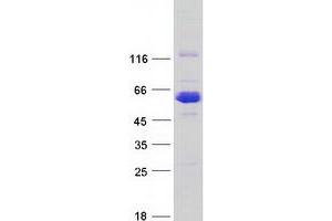 Validation with Western Blot (CCDC91 Protein (Myc-DYKDDDDK Tag))