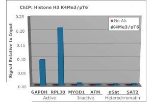 Chromatin Immunoprecipitation of Rabbit Anti Histone H3 [Trimethyl Lys4, p Thr6] Antibody - Chromatin from one million formaldehyde cross-linked Hela cells was used with 2 μg of Anti-Histone H3 K4me3pT6 was used to IP DNA from fixed Hela cells alongside a no antibody (No Ab) control, DNA was measured by qRT-PCR and normalized to total input (input=1).