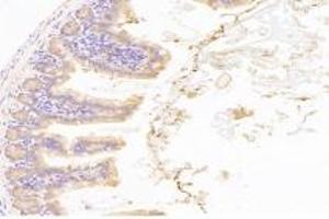 Immunohistochemistry analysis of paraffin-embedded mouse duodenum using,NT5C1B (ABIN7072861) at dilution of 1: 1200 (NT5C1B anticorps)