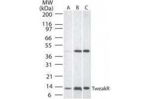 Western Blotting (WB) image for anti-Tumor Necrosis Factor Receptor Superfamily, Member 12A (TNFRSF12A) (AA 104-118) antibody (ABIN490868) (TNFRSF12A anticorps  (AA 104-118))