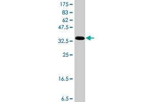 Western Blot detection against Immunogen (37 KDa) .