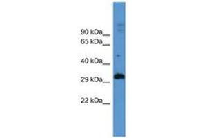 Image no. 1 for anti-Adenosine A2b Receptor (ADORA2B) (AA 233-282) antibody (ABIN6746722)