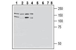 Western blot analysis of human U87-MG glioblastoma cell line lysate (lanes 1 and 5), human THP-1 monocytic leukemia cell line lysate (lanes 2 and 6), human LNCaP prostate adenocarcinoma cell line lysate (lanes 3 and 7) and human MCF-7 breast adenocarcinoma cell line lysate (lanes 4 and 8): - 1-4. (EPH Receptor A2 anticorps  (Extracellular, N-Term))