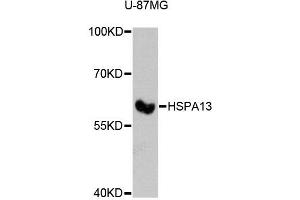 Western blot analysis of extracts of U-87MG cells, using HSPA13 antibody (ABIN5972275) at 1:3000 dilution.