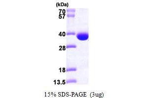 SDS-PAGE (SDS) image for Spermidine Synthase (SRM) (AA 1-302) protein (His tag) (ABIN667272) (Spermidine Synthase Protein (SRM) (AA 1-302) (His tag))