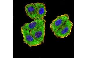 Immunocytochemistry (ICC) image for anti-Eukaryotic Translation Initiation Factor 5 (EIF5) (AA 1-300) antibody (ABIN5865324) (EIF5 anticorps  (AA 1-300))