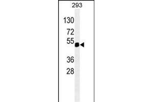 X6 ABIN659068 western blot analysis in 293 cell line lysates (35 μg/lane). (PAX6 anticorps)