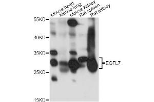 Western blot analysis of extracts of various cell lines, using EGFL7 antibody. (EGFL7 anticorps)