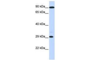 Image no. 1 for anti-Homeobox B8 (HOXB8) (C-Term) antibody (ABIN6740459) (HOXB8 anticorps  (C-Term))
