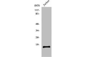 Western Blot analysis of Jurkat cells using PDGF-A Polyclonal Antibody (PDGFA anticorps  (Internal Region))