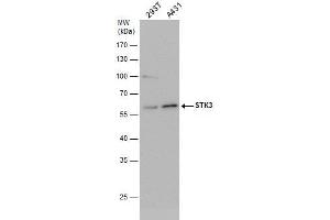 WB Image STK3 antibody detects STK3 protein by western blot analysis. (STK3 anticorps)