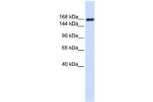 Laminin Gamma 1 antibody used at 1 ug/ml to detect target protein. (Laminin gamma 1 anticorps)