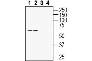 Western blot analysis of mouse brain lysate (lanes 1 and 3) and rat brain lysates (lanes 2 and 4):1-2.
