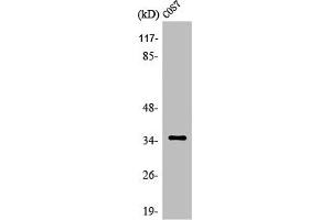 Western Blot analysis of HepG2 cells using Olfactory receptor 52E1 Polyclonal Antibody