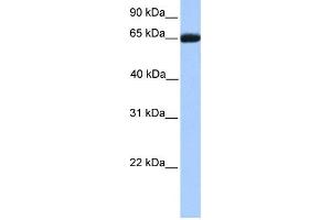 WB Suggested Anti-RXRB Antibody Titration:  0. (Retinoid X Receptor beta anticorps  (C-Term))
