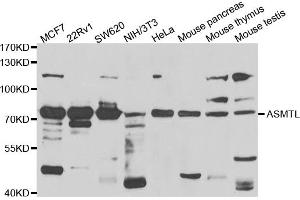 Western blot analysis of extracts of various cell lines, using ASMTL antibody (ABIN5975463) at 1/1000 dilution. (ASMTL anticorps)