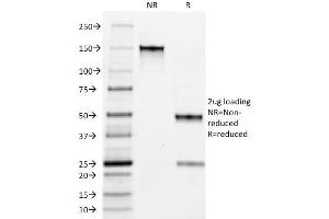 SDS-PAGE Analysis Purified Myeloid Specific Monoclonal Antibody (BM-1). (Myeloid Cell Marker (Macrophage / Granulocyte Marker) anticorps)