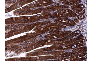 IHC-P Image ZO-1 antibody [N1N2], N-term detects ZO-1 protein at cell membrane and cytoplasm in mouse intestine by immunohistochemical analysis.