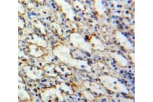 IHC-P analysis of Spleen tissue, with DAB staining. (TLR10 anticorps  (AA 617-784))