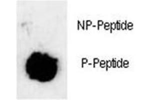 Dot blot analysis of phosphorylated-Sox2 antibody.