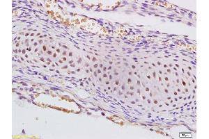 Formalin-fixed and paraffin embedded mouse embryo tissue labeled with Anti-SAP62 Polyclonal Antibody, Unconjugated (ABIN1385973) at 1:200 followed by conjugation to the secondary antibody
