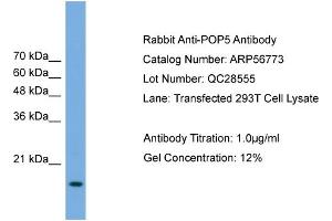 WB Suggested Anti-POP5  Antibody Titration: 0.