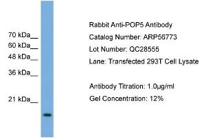 WB Suggested Anti-POP5  Antibody Titration: 0. (POP5 anticorps  (Middle Region))
