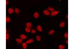 ABIN6268961 staining NIH-3T3 by IF/ICC. (Cyclin C anticorps  (C-Term))