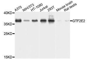 Western blot analysis of extracts of various cell lines, using GTF2E2 antibody (ABIN5995845) at 1/1000 dilution. (GTF2E2 anticorps)