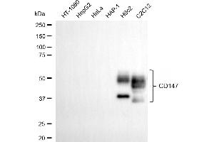 Western blotting analysis using CD147 antibody (ABIN7797734).